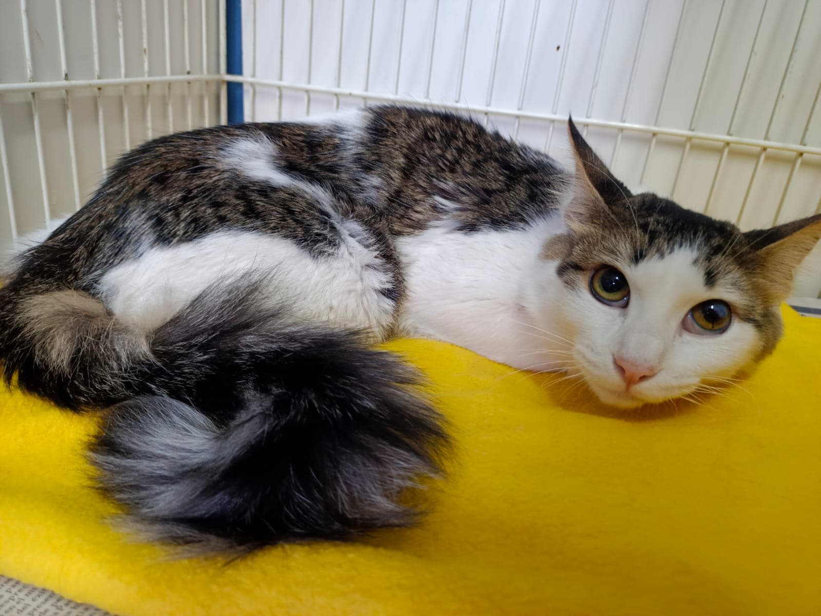 Evaluación y manejo del dolor felino