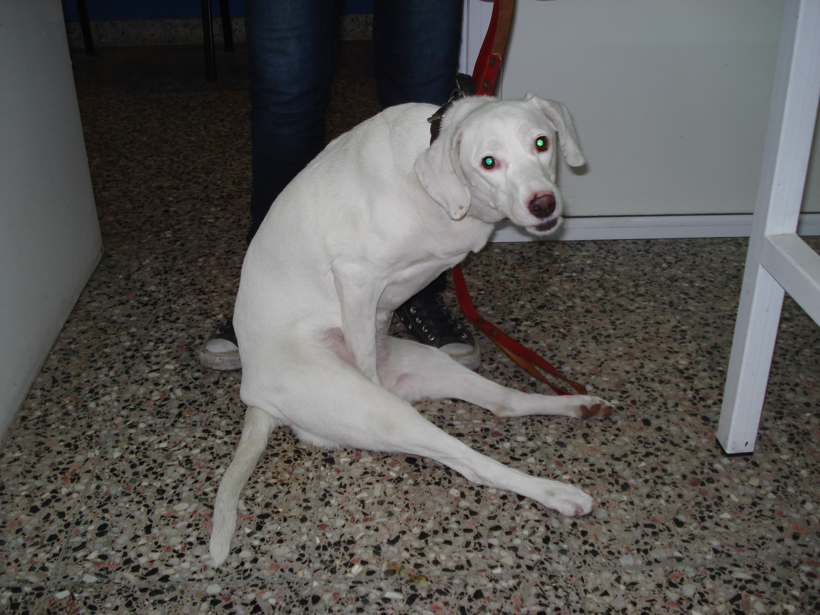 Trastornos medulares en perros y gatos