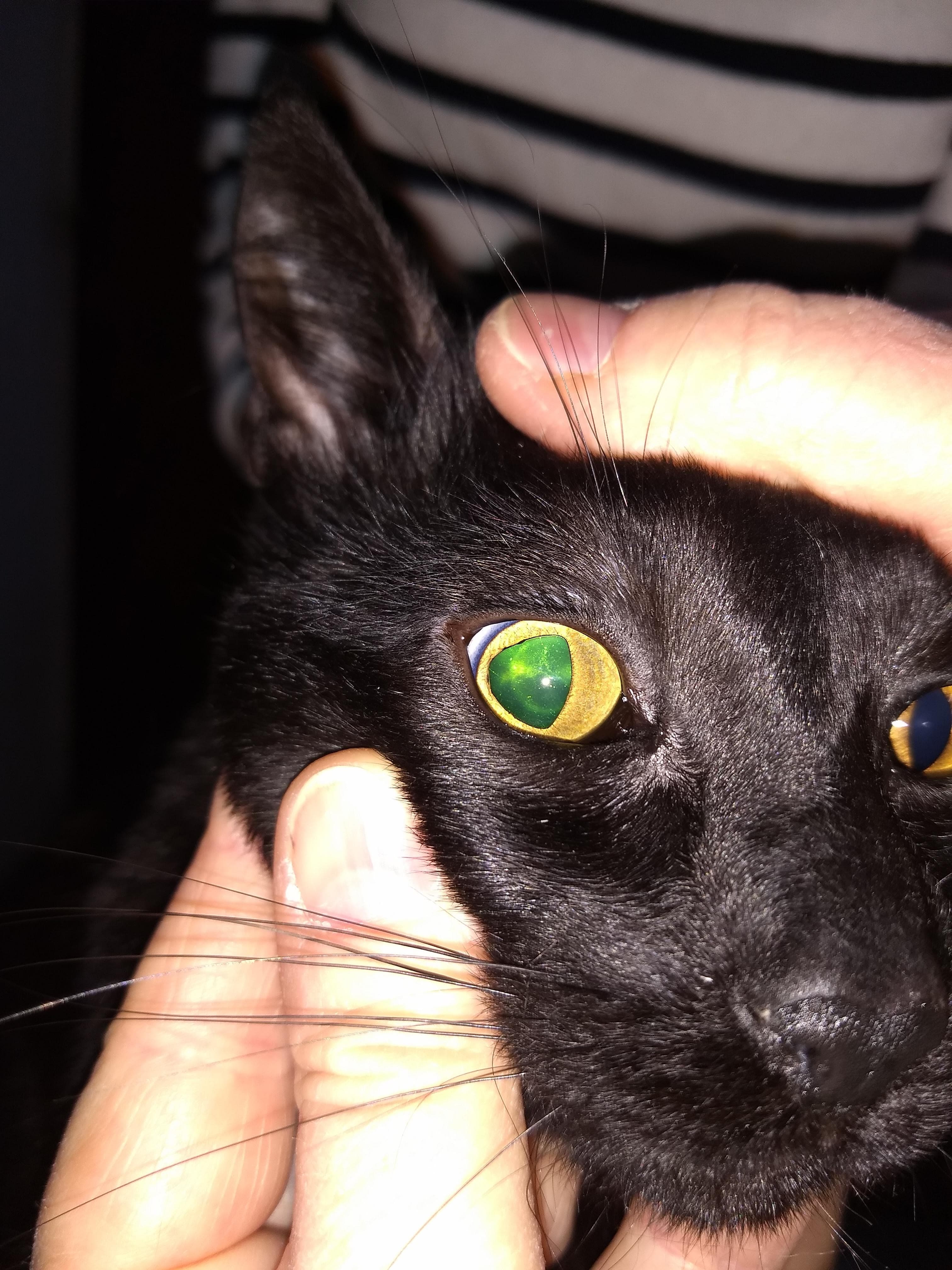 El paciente felino con signos neurológicos