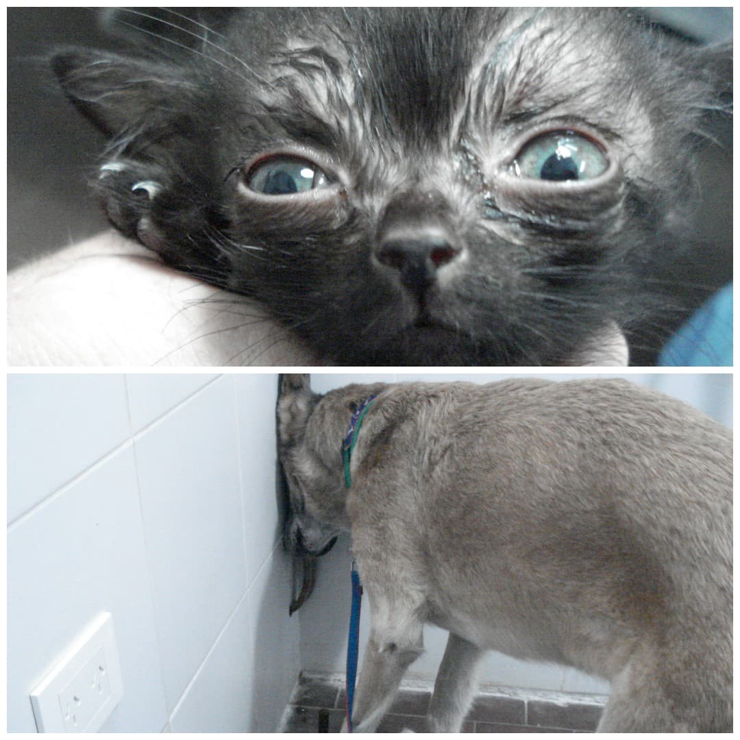 Trastornos cerebrales en perros y gatos